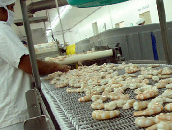 Production de crevettes au Honduras